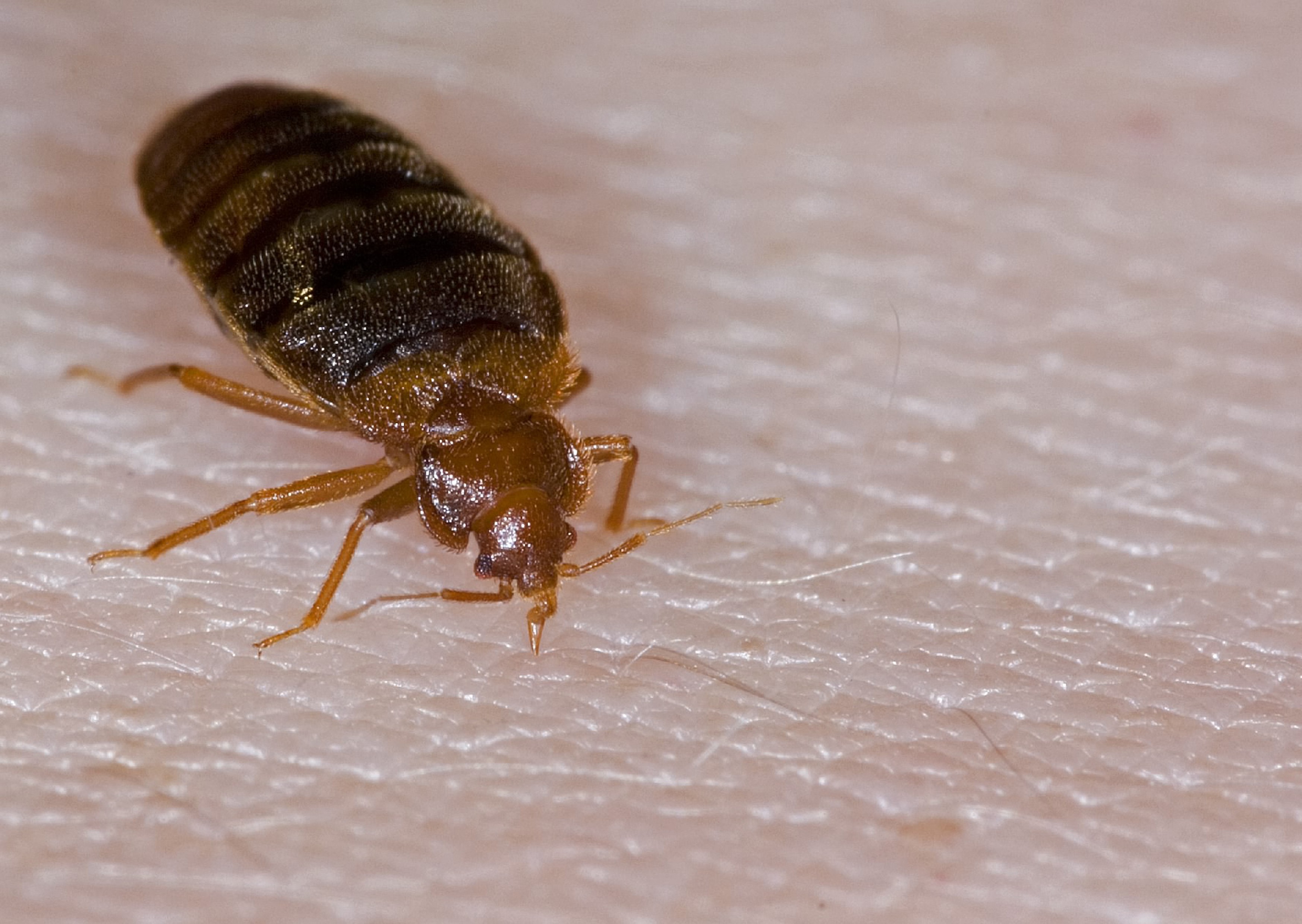 bed bugs types of mattresses